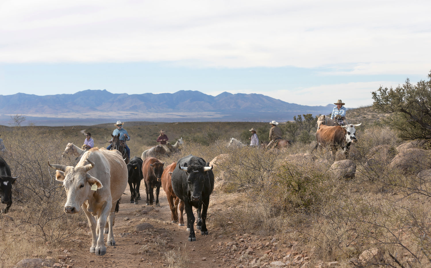 TOMBSTONE MONUMENT RANCH & CATTLE CO